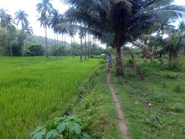 single trail along rice fields